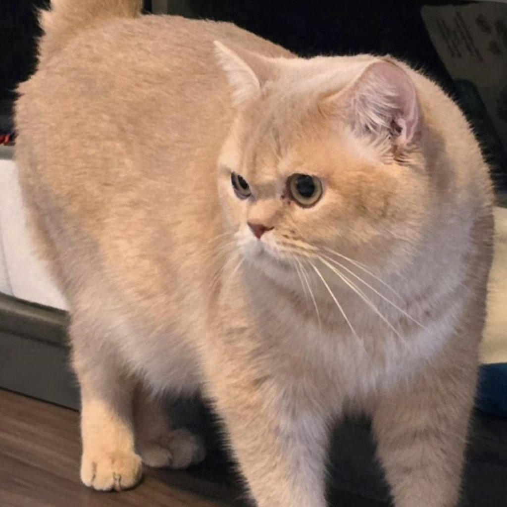 Scottish Straight fawn golden shaded breeding cat Regal Person Chat