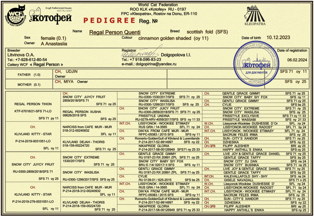 Pedigree of Scottish Fold breeding cat Regal Person Quenti — Cattery Golden Heart Webster NY
