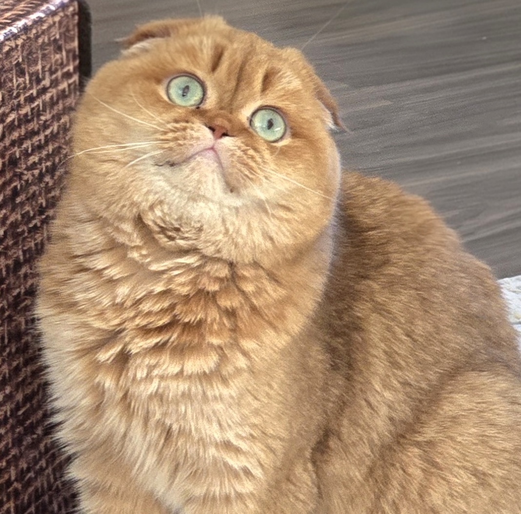 Scottish Fold cinnamon golden shaded breeding cat Regal Person Quenti — Cattery Golden Heart