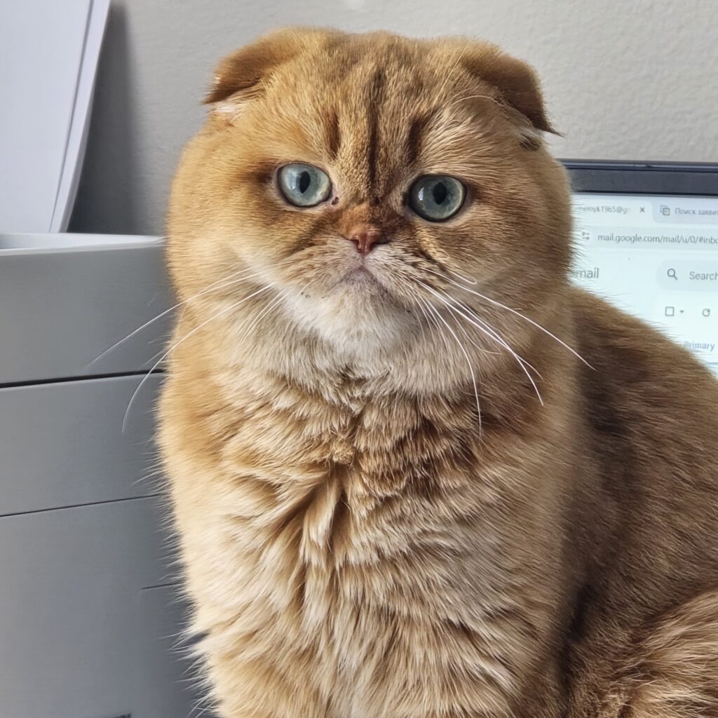 Scottish Straight fawn golden shaded breeding cat Regal Person Chat — Cattery Golden Heart