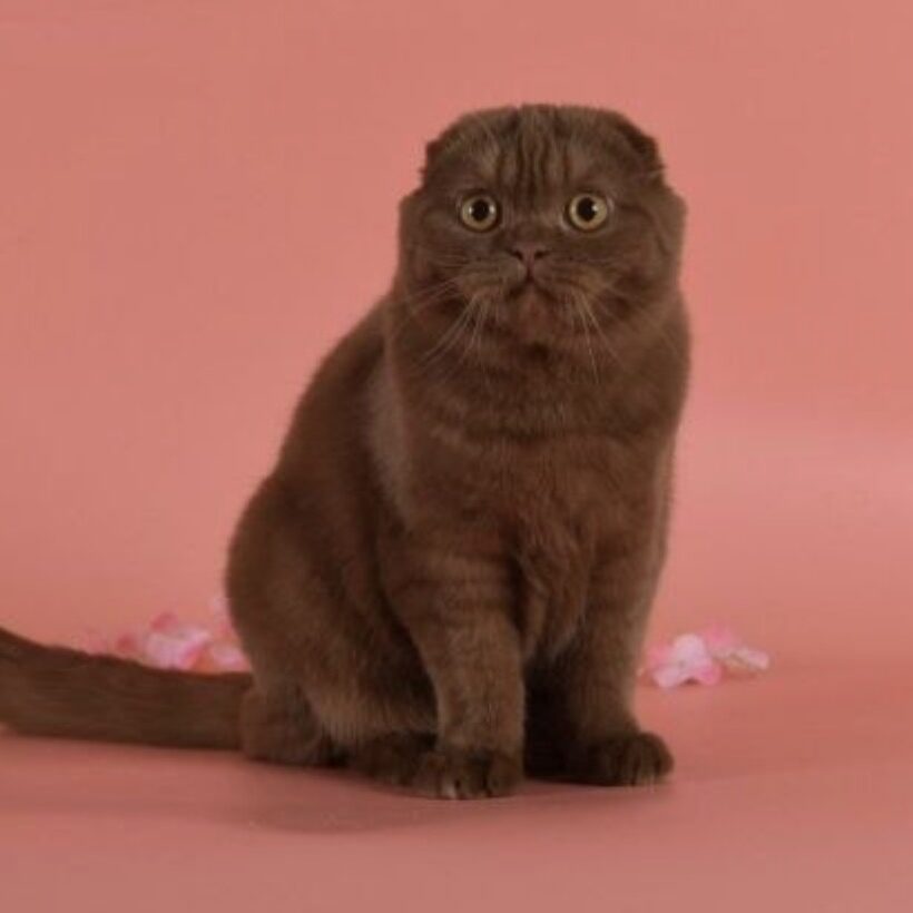 Scottish Fold cat Regal Person Nora cinnamon golden shaded female