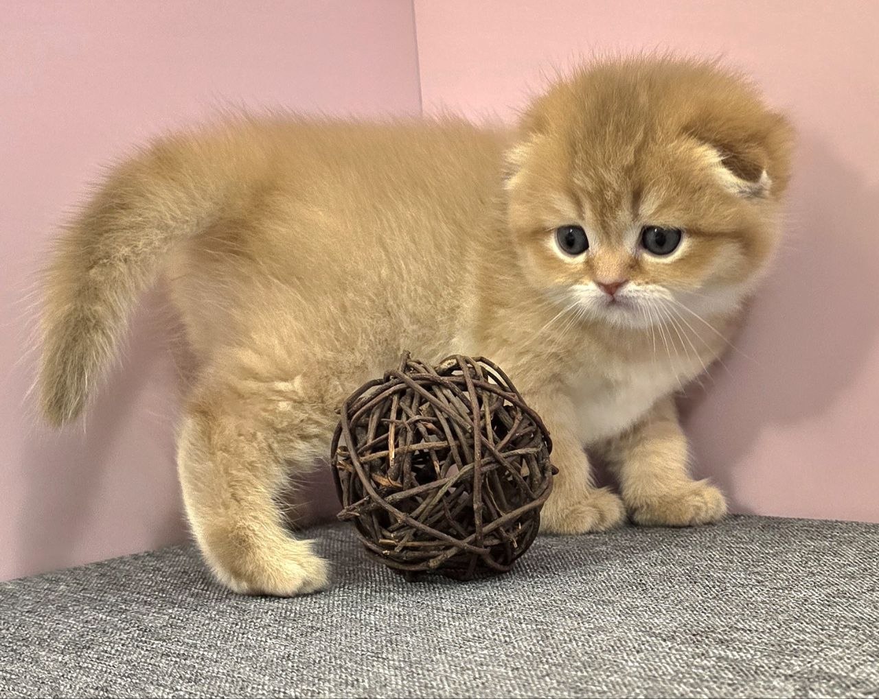 Scottish Fold Cinnamon Golden Shaded