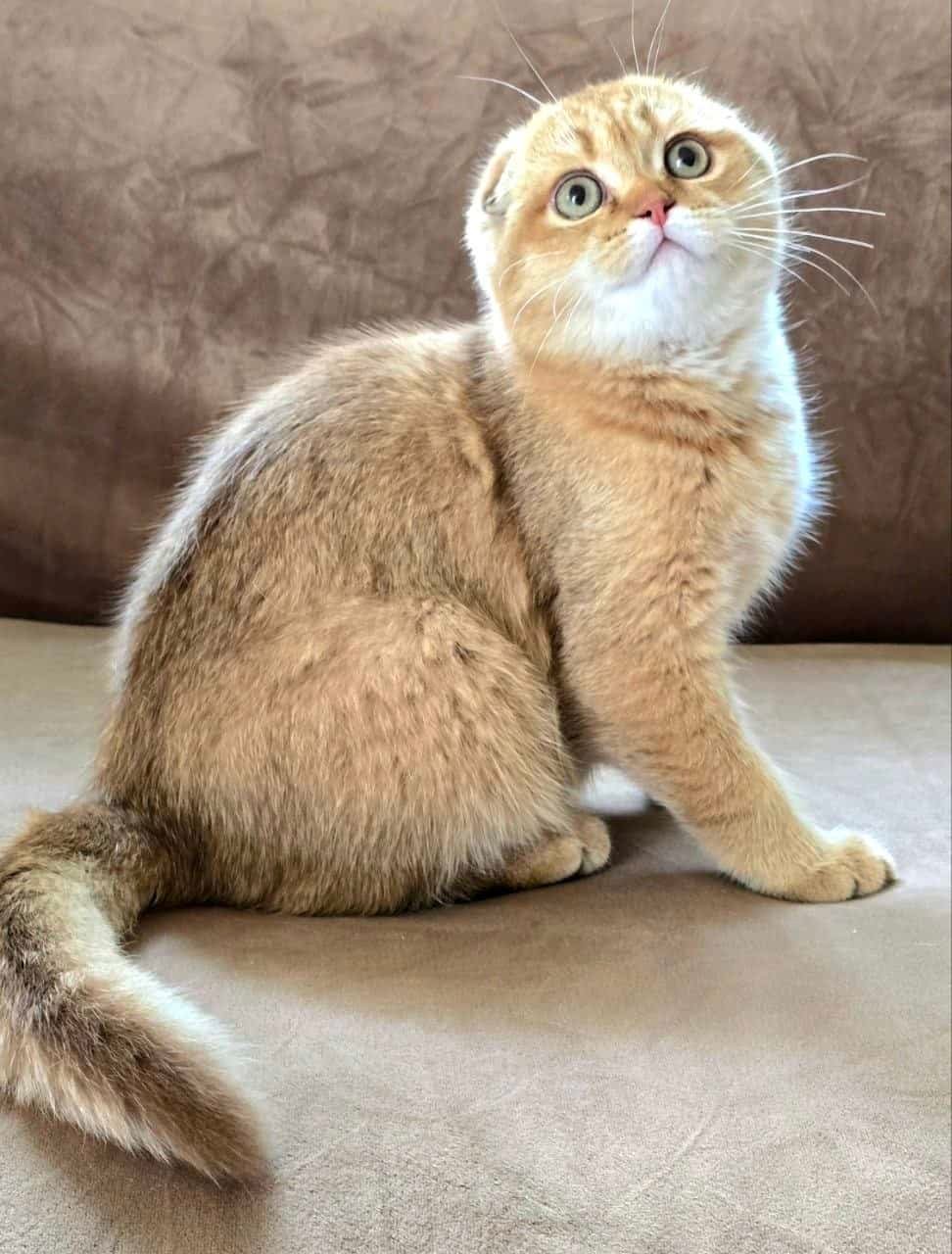 Available Scottish Fold golden shaded kitten from Golden Heart cattery