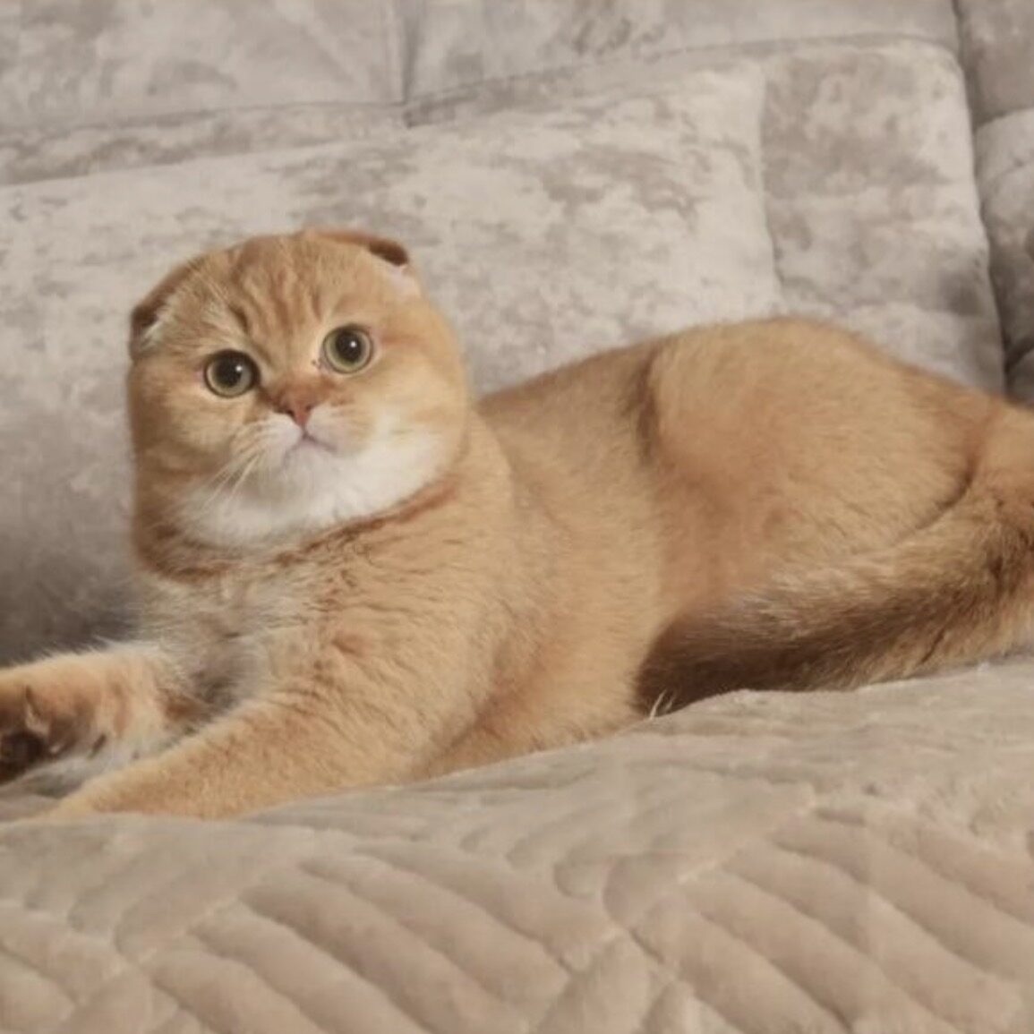 Scottish Fold cat Regal Person Foxy cinnamon golden shaded female