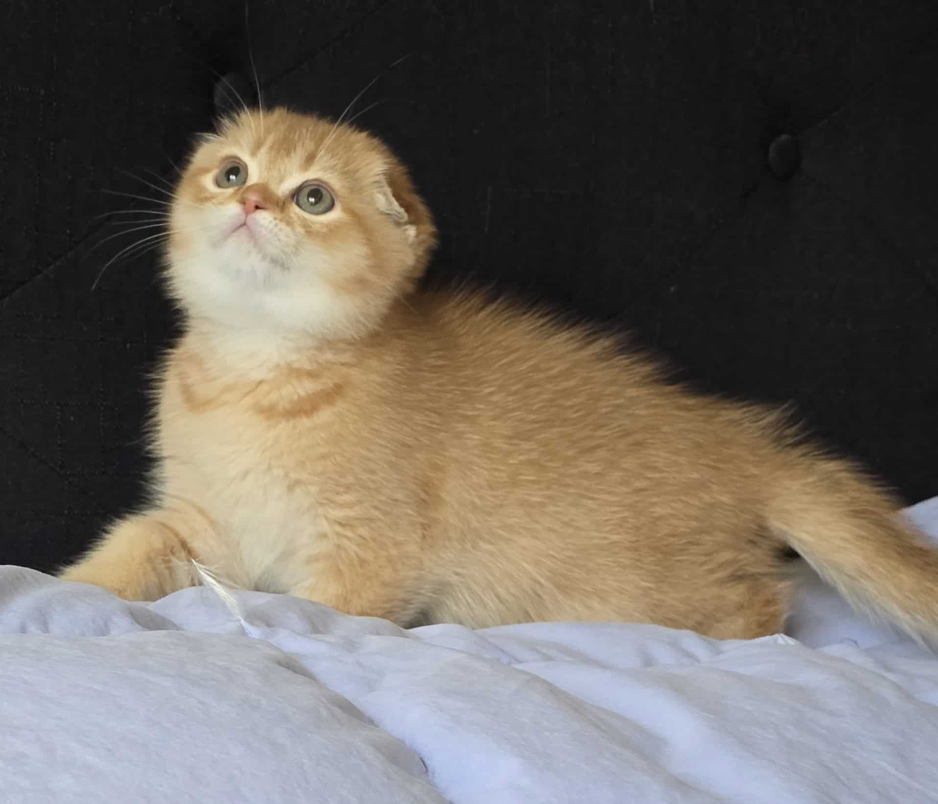 Scottish Fold male kitten golden coat professional photo