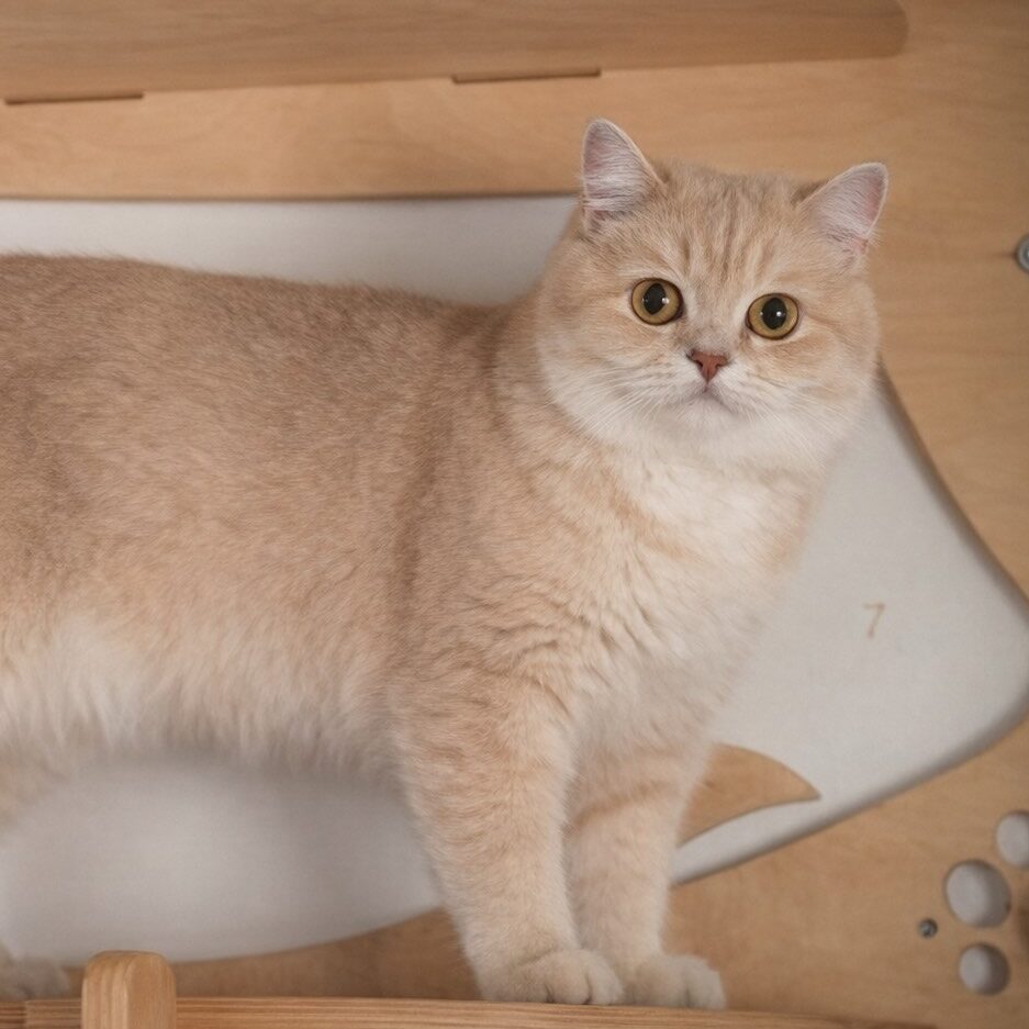 Scottish Straight female Tanya fawn golden shaded (ry 11) Golden Heart cattery