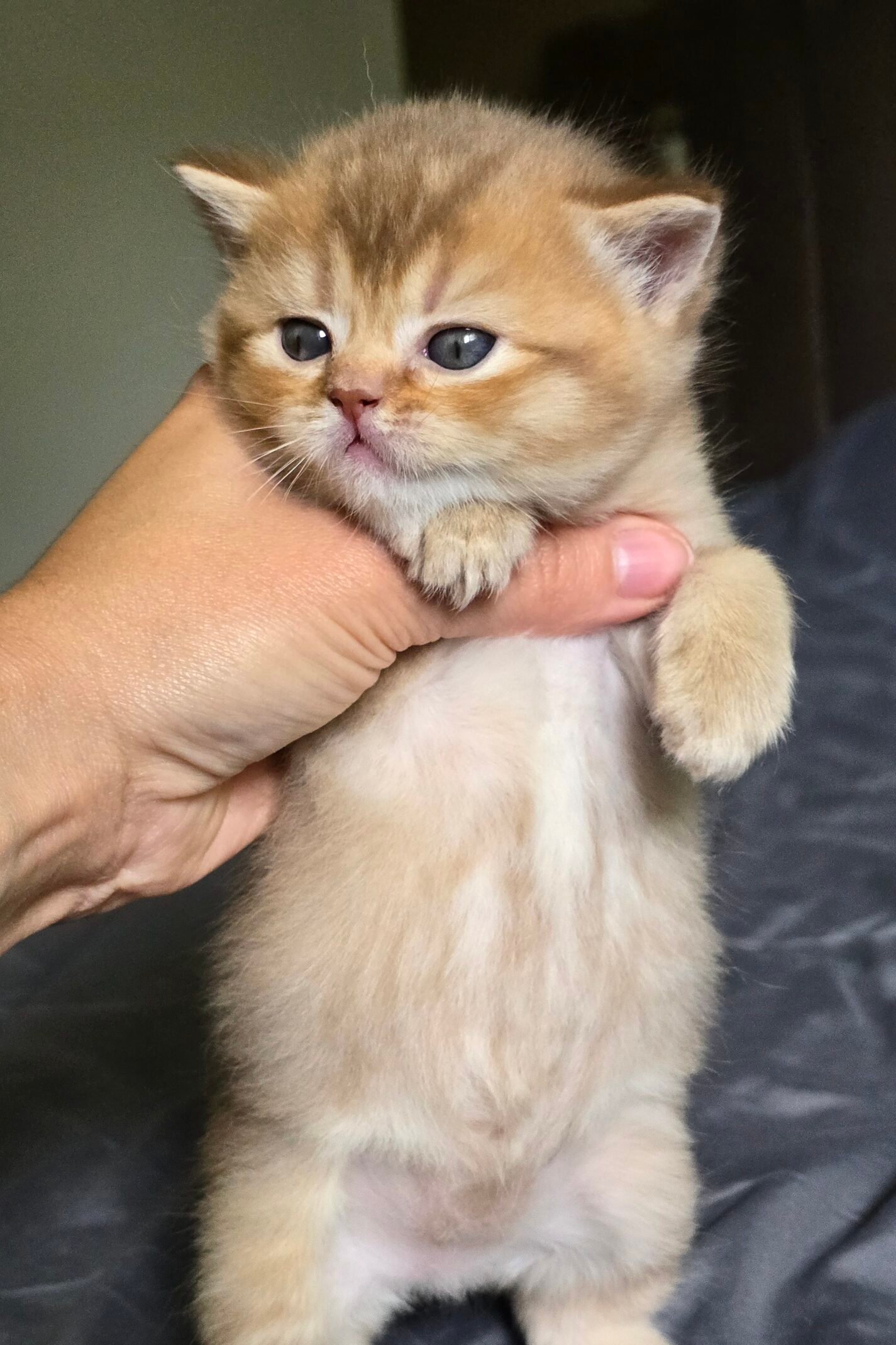 Scottish Straight Cinnamon Golden Shaded Female Kitten