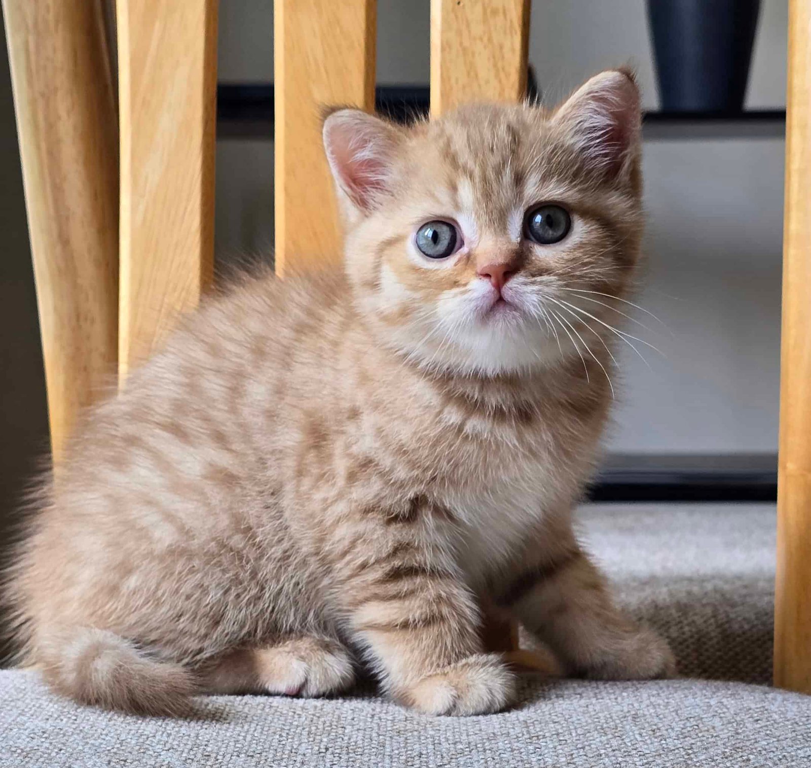 Scottish Straight Cinnamon Kitten