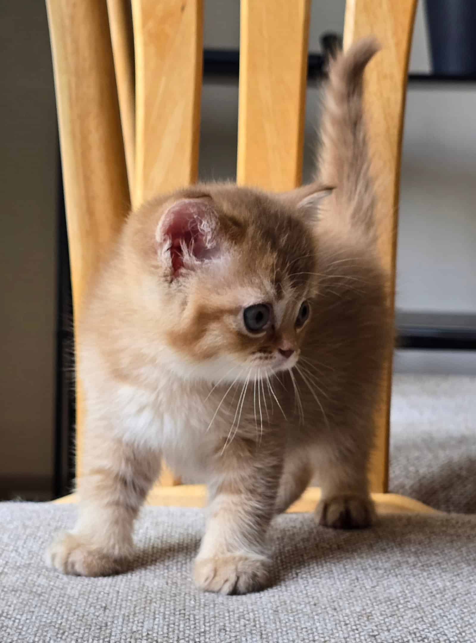 Scottish Straight cinnamon golden female kitten