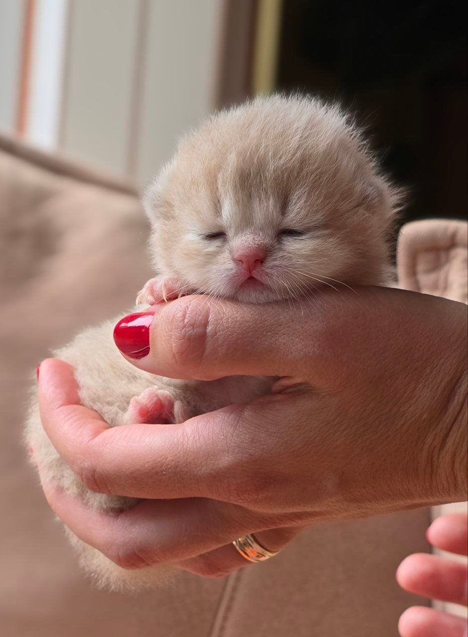 Scottish fawn golden shaded kitten py 11