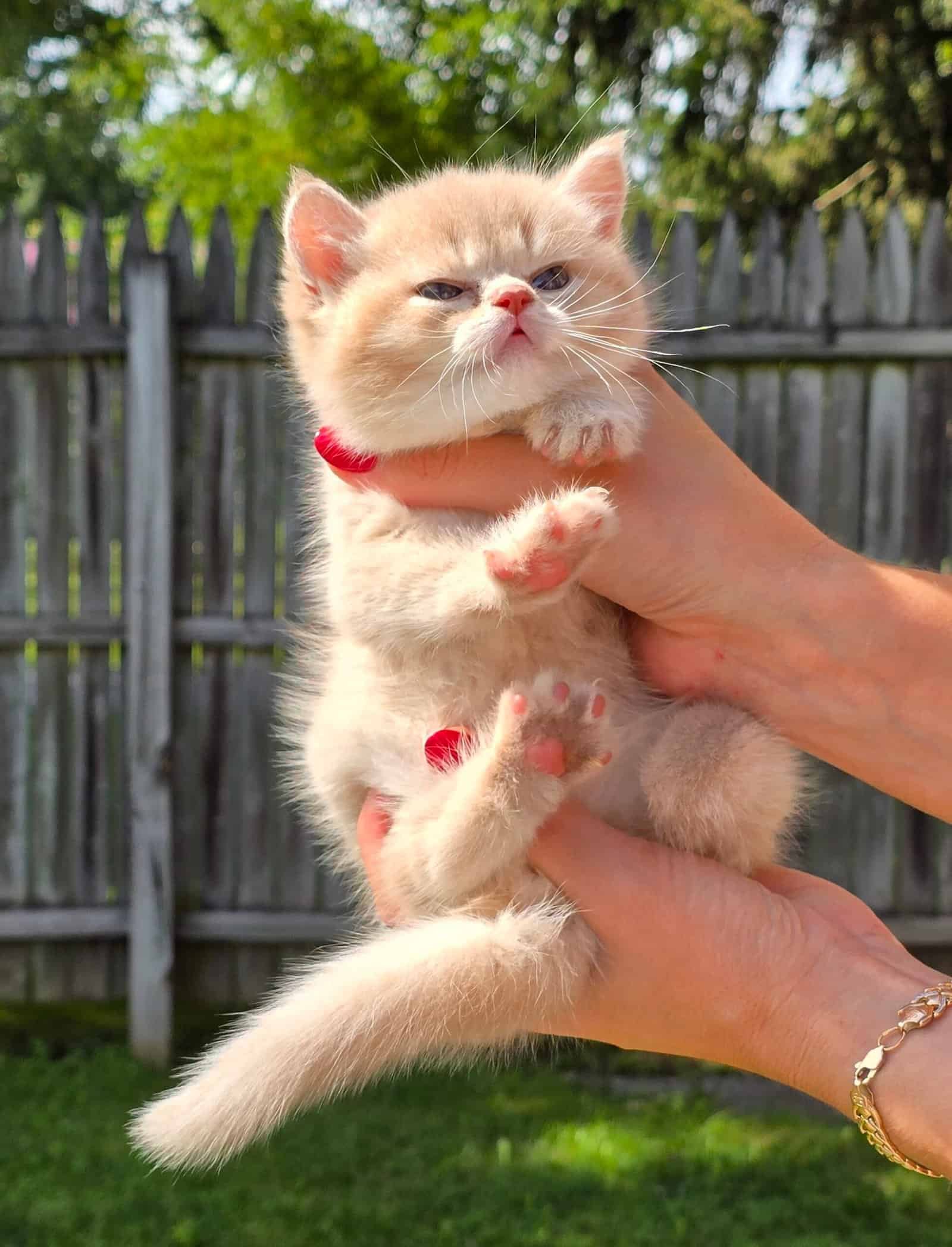 Fawn golden shaded Scottish boy kitten showing his beautiful coat and playful personality.