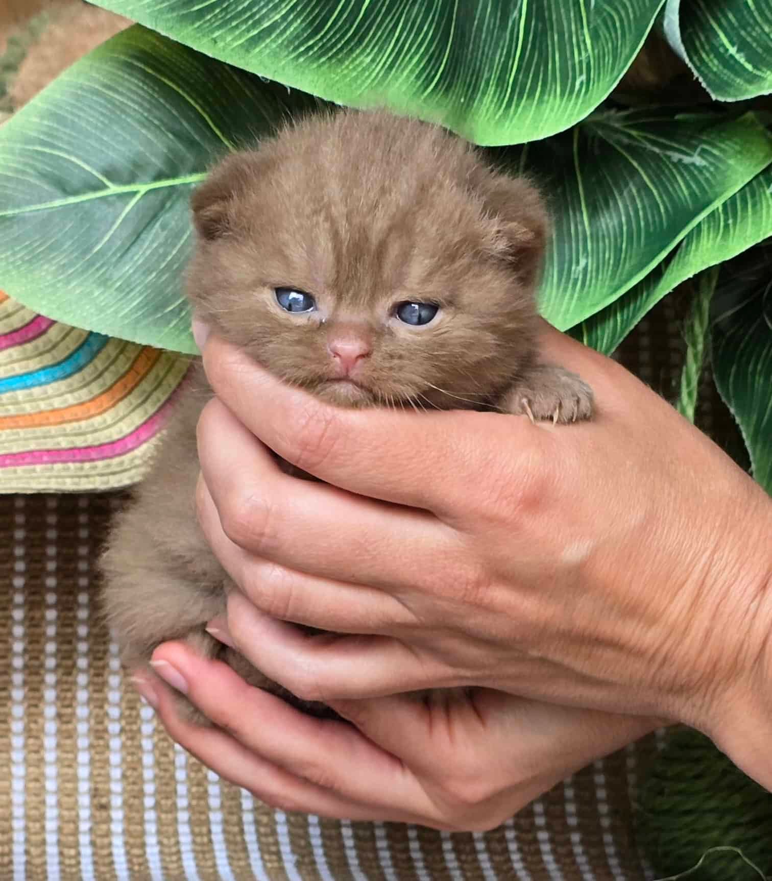 Scottish Fold Cinnamon Male Kitten Side Profile