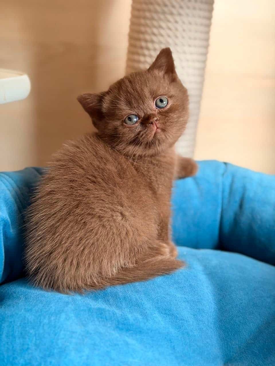 British Shorthair chocolate female kitten