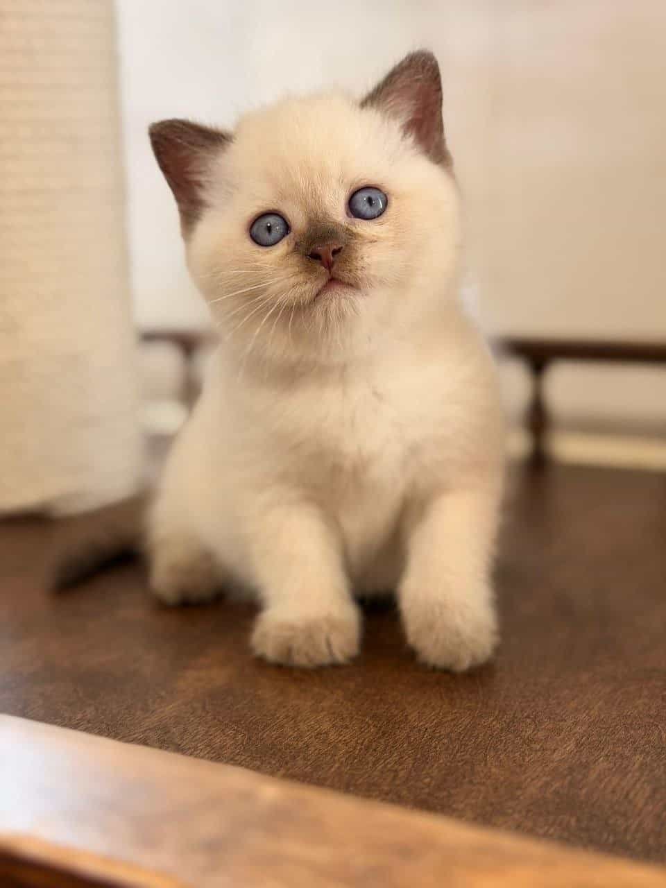 Chocolate point British Shorthair kitten with blue eyes