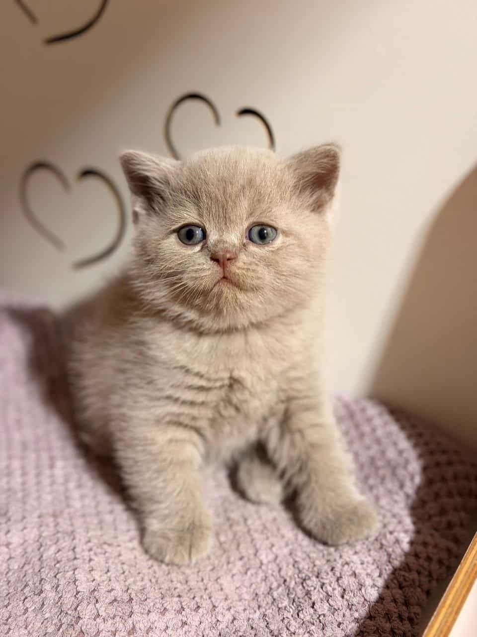 British Shorthair lilac boy at Golden Heart Cattery