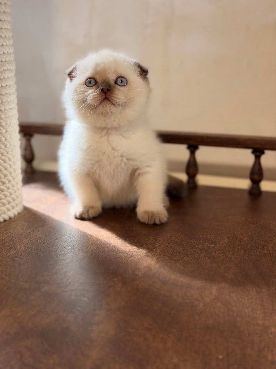 Chocolate point Scottish Fold female kitten at Golden Heart Cattery