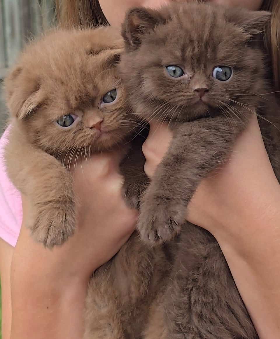 Scottish Fold cinnamon female kitten with littermate